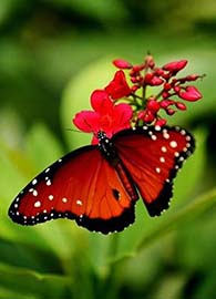 red_butterfly-