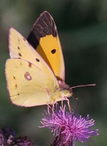 clouded-yellow