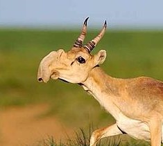 Endangered-Saiga-Antelope-2